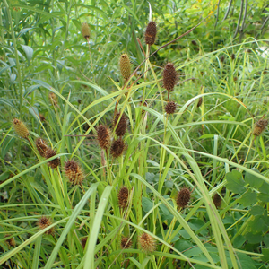 The Sedges You Know, the Sedges You Don’t presented by Dr. Andrew Hipp
